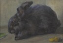 Il coniglio